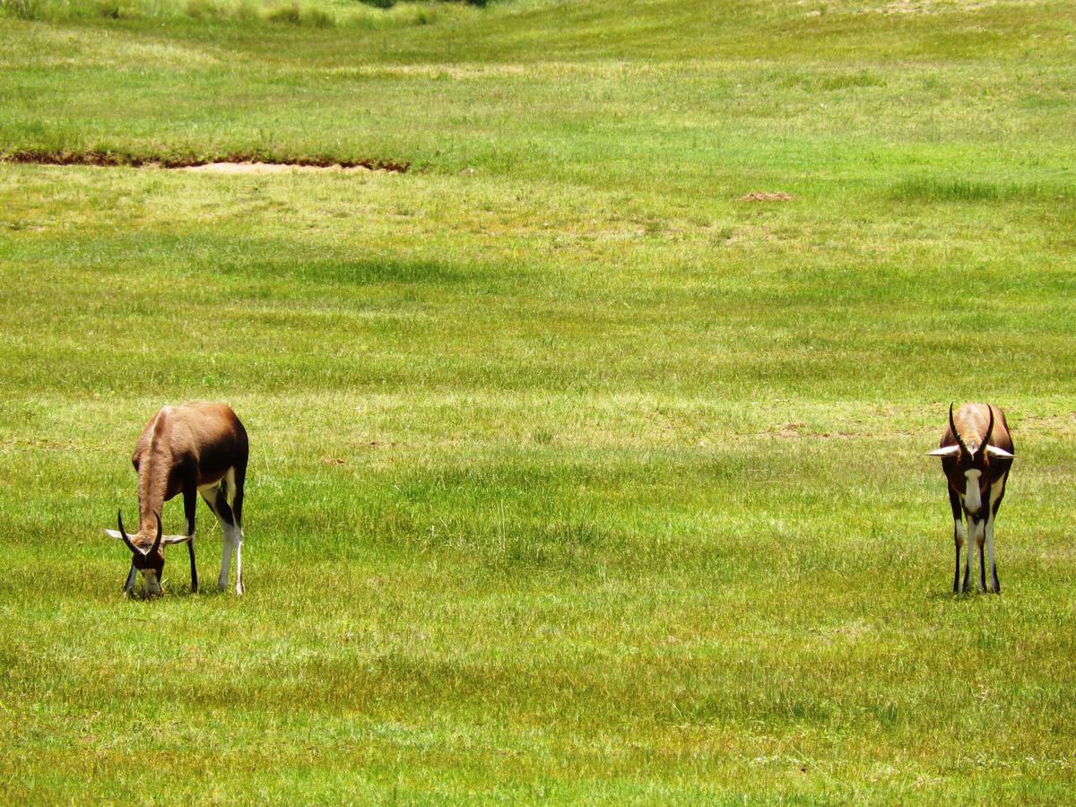 Legend Simba Safari - Legend Golf Safari Resort Golders Green Ngoại thất bức ảnh