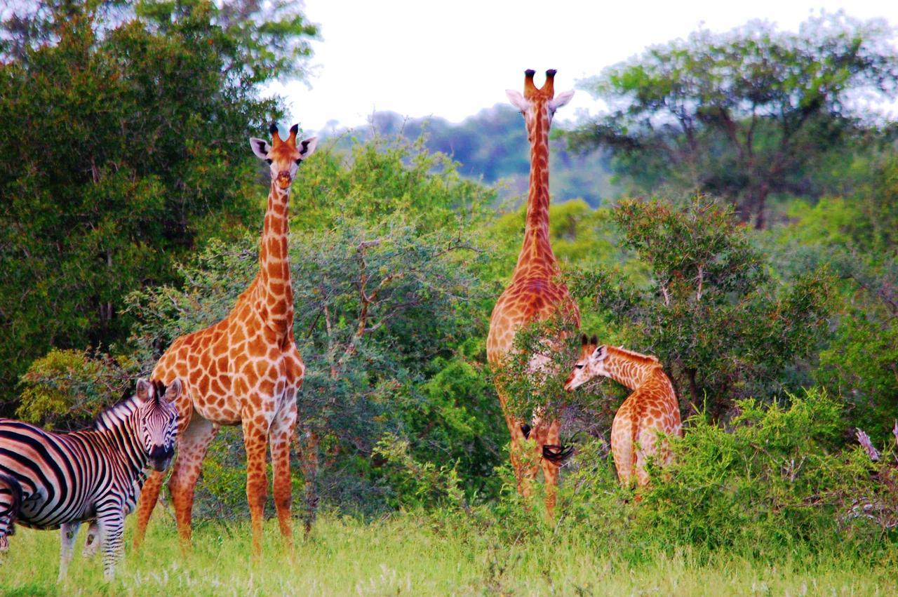 Legend Simba Safari - Legend Golf Safari Resort Golders Green Ngoại thất bức ảnh