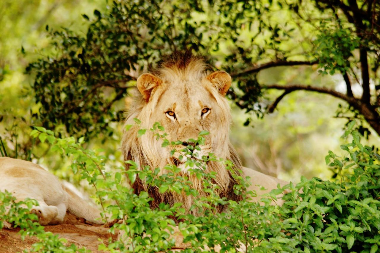 Legend Simba Safari - Legend Golf Safari Resort Golders Green Ngoại thất bức ảnh