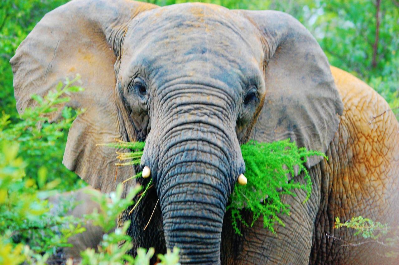 Legend Simba Safari - Legend Golf Safari Resort Golders Green Ngoại thất bức ảnh
