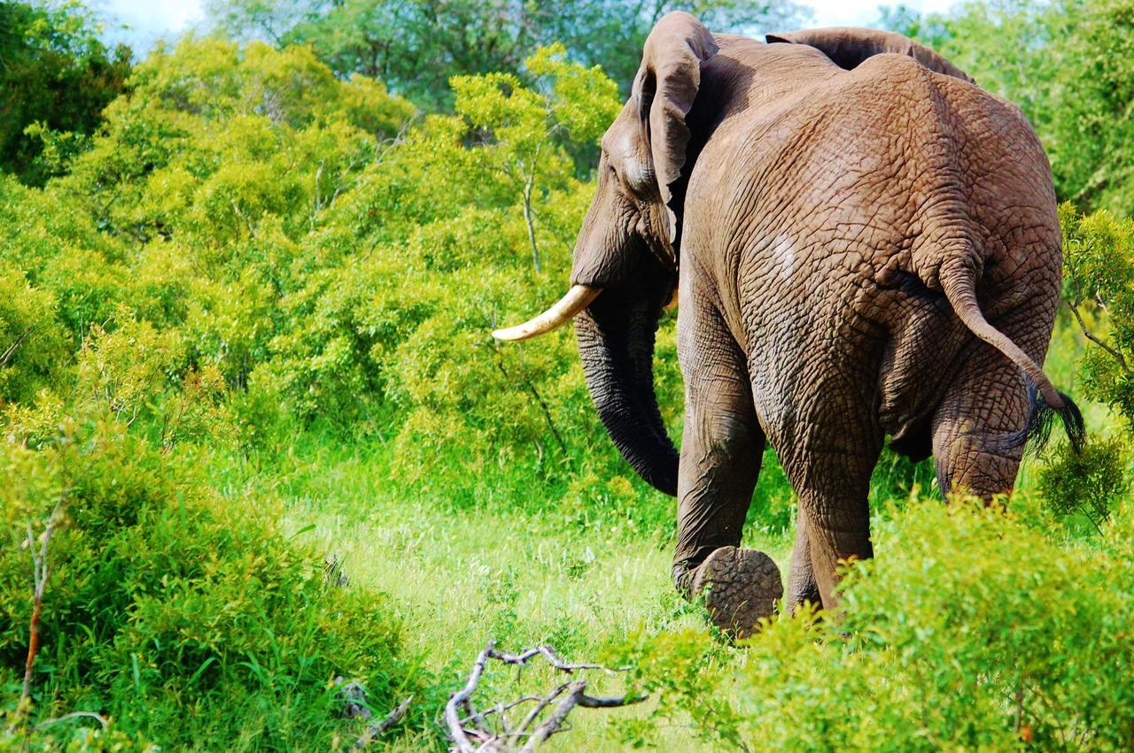 Legend Simba Safari - Legend Golf Safari Resort Golders Green Ngoại thất bức ảnh